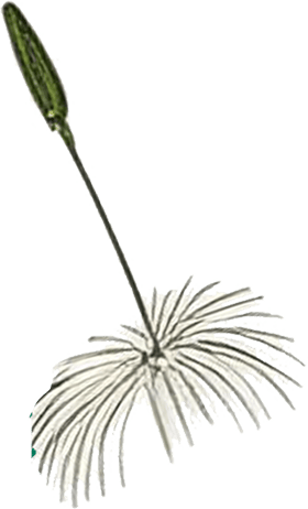 Pétale